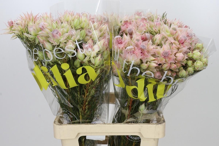 <h4>Blushing Bride Bridal Pink</h4>