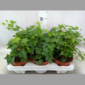 Hedera helix 'Pittsburgh'