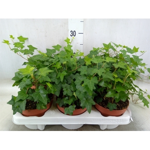 Hedera helix 'Pittsburgh'