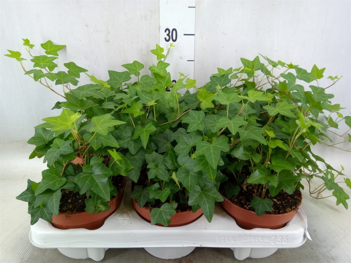 <h4>Hedera helix 'Pittsburgh'</h4>