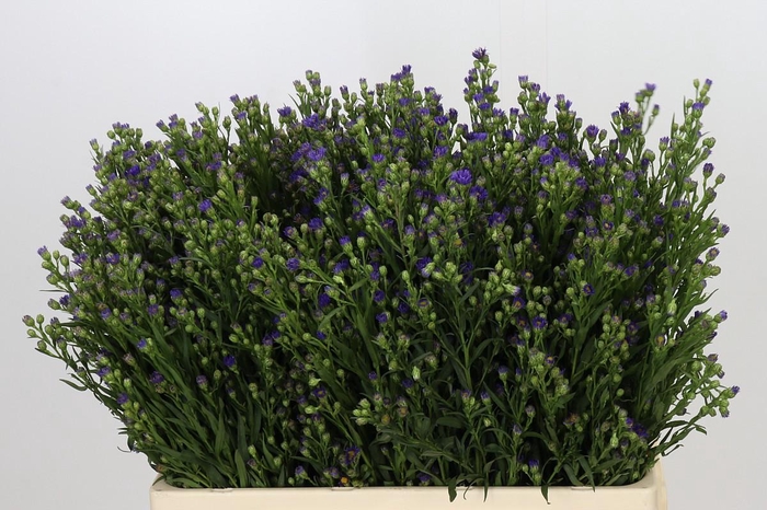 <h4>Aster Casamare</h4>