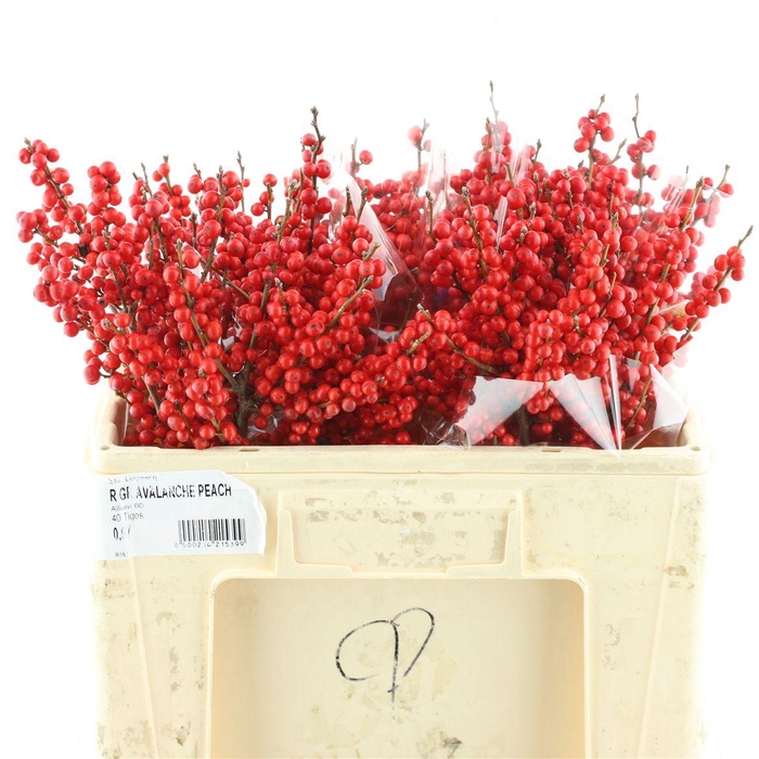 <h4>Ilex Ve Rode Bes</h4>