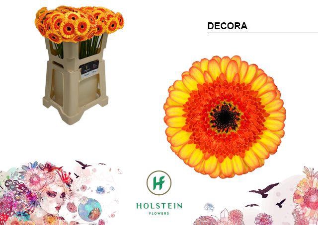<h4>GE MI DECORA</h4>
