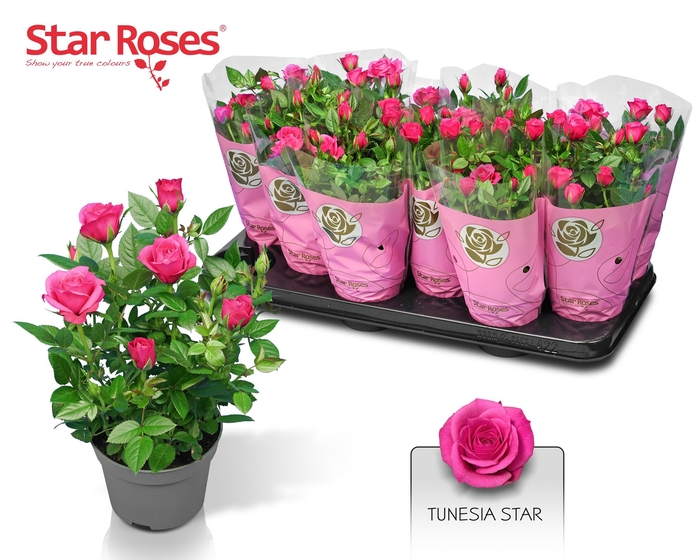 <h4>ROSA PURPLE STAR</h4>