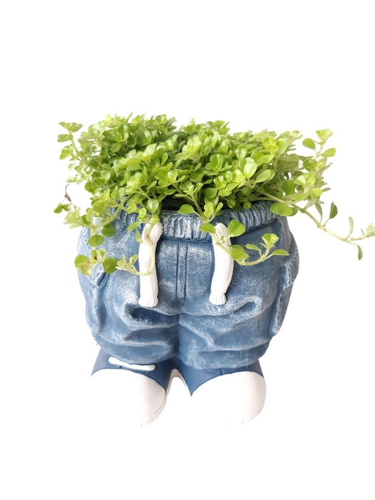 <h4>Arr.   Kamerplant Groen L%</h4>