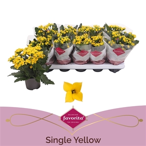 Kalanchoe favorita yellow stadium 1