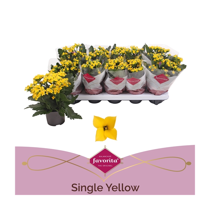 <h4>Kalanchoe favorita yellow</h4>