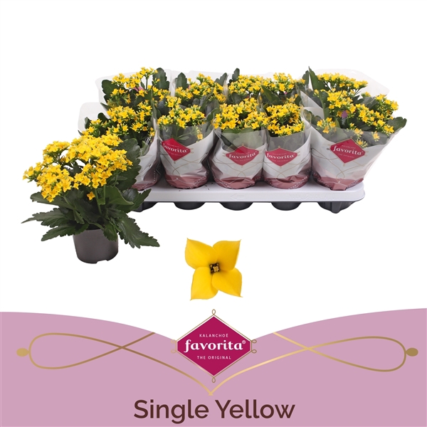 Kalanchoe favorita yellow