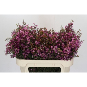 Chamelaucium Purple Pride