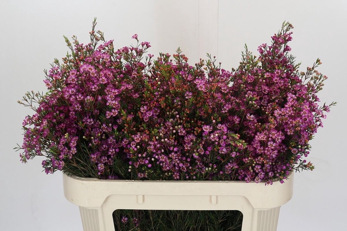 <h4>Chamelaucium Purple Pride</h4>