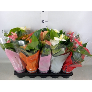 Anthurium   ...mix 4