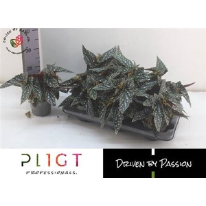Begonia foliage maculata Spotlight Green