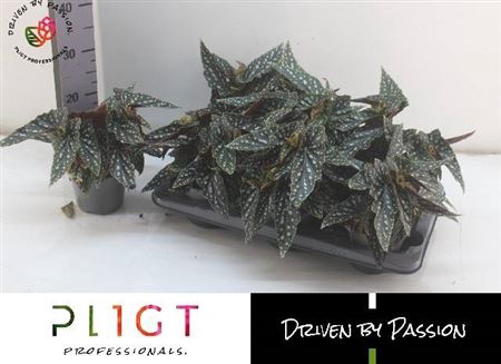 <h4>Begonia foliage maculata Spotlight Green</h4>