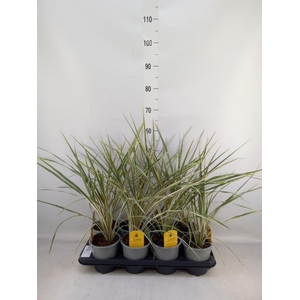 Cordyline austr. 'Variegata'