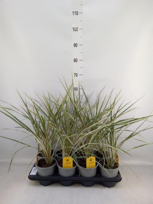 <h4>Cordyline austr. 'Variegata'</h4>