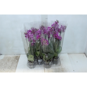 PHALAENOPSIS MINI P09 PINK 2 HT