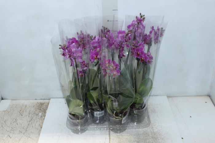 <h4>PHALAENOPSIS MINI P09 PINK 2 HT</h4>