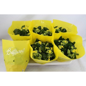 Gevuld 15 cm Geel Brilliant