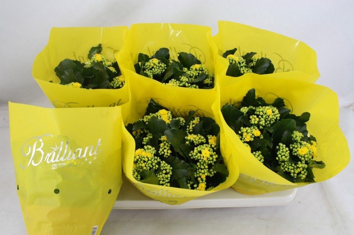 <h4>Gevuld 15 cm Geel Brilliant</h4>