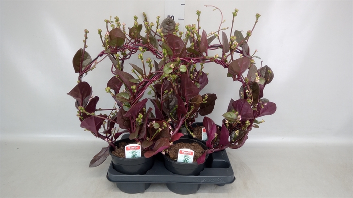 <h4>Basella alba 'Rosebud'</h4>