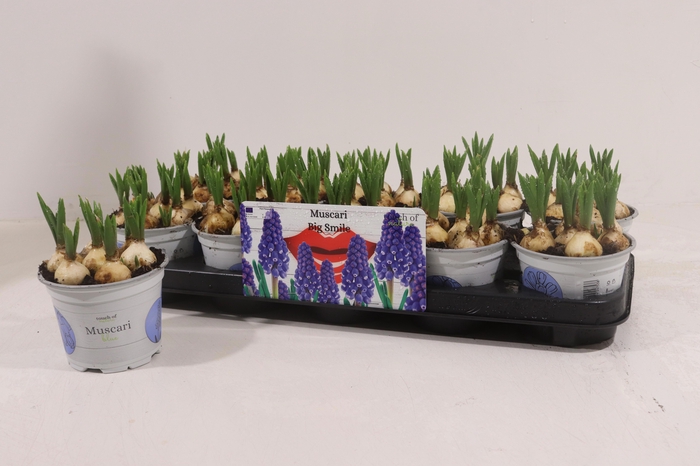 <h4>MUSCAR BIG SMILE</h4>