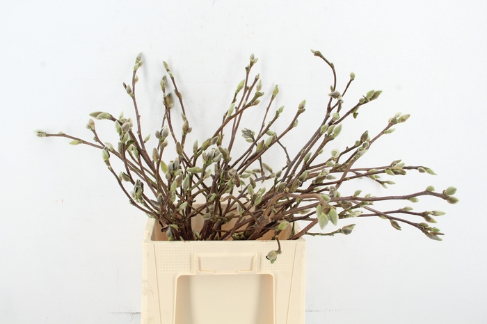 <h4>MAGNOLIA SUPERBA 60CM</h4>