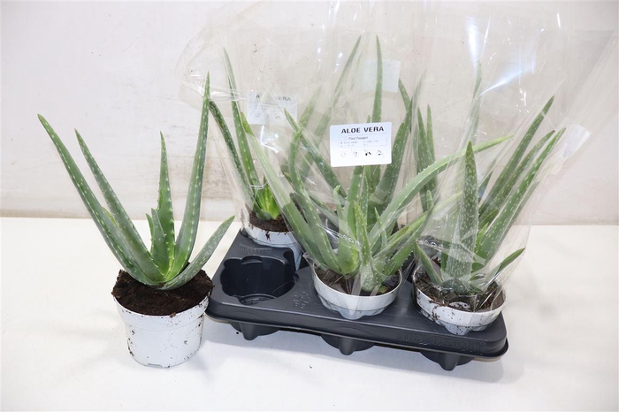 <h4>Aloe Vera</h4>