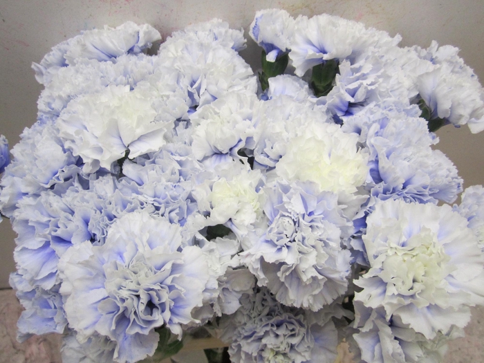 <h4>Di St G Pastel Lilac</h4>