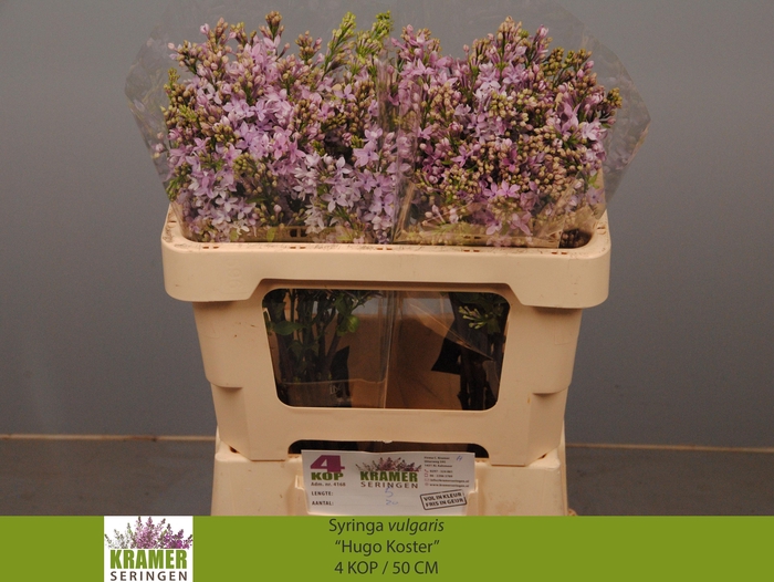 <h4>SYR V HUGO KOSTER</h4>