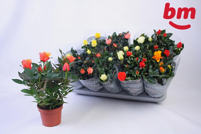 <h4>RO B MONDE GEM</h4>