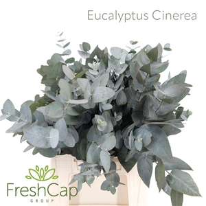 Eucalypthus Cinerea