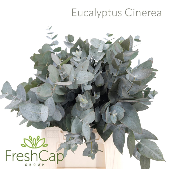 <h4>Eucalypthus Cinerea</h4>