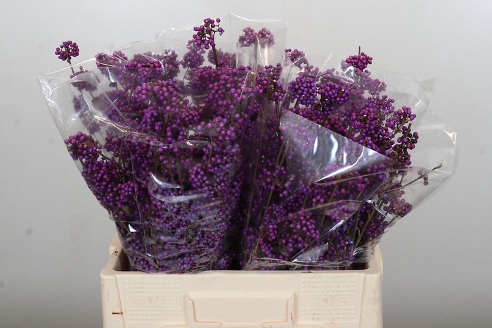 <h4>Callicarpa Bodinieri Profusion</h4>