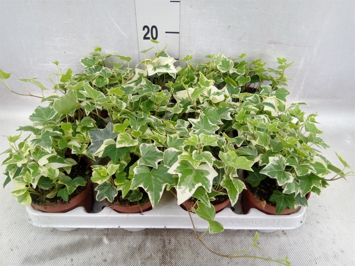 <h4>Hedera helix 'Eva'</h4>