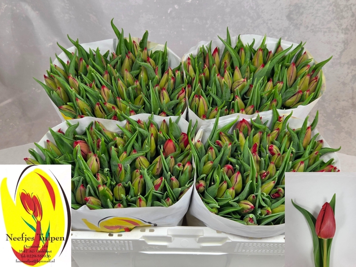 <h4>TU EN CHEIROSA</h4>