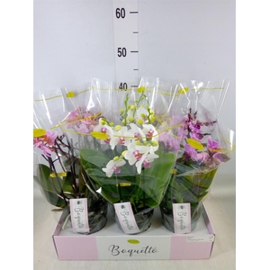 Phalaenopsis multi.   ...mix  3