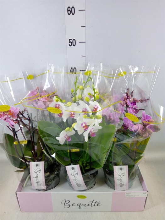 <h4>Phalaenopsis multi.   ...mix  3</h4>