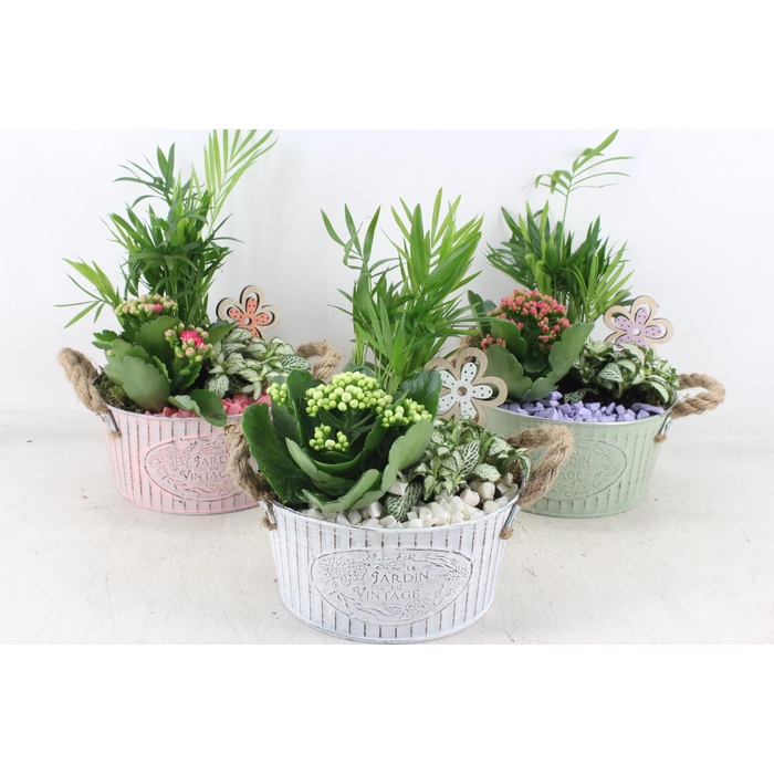 <h4>Arr2 Pl - Zink Pot Oor 285/6 Mix</h4>