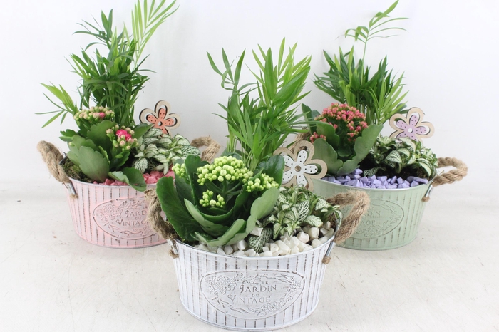 <h4>arr2 PL - Zink pot oor 285/6  mix</h4>