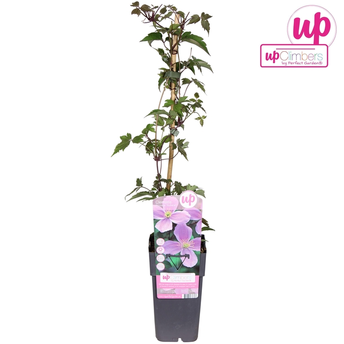 <h4>Clematis Montana var. rubens</h4>