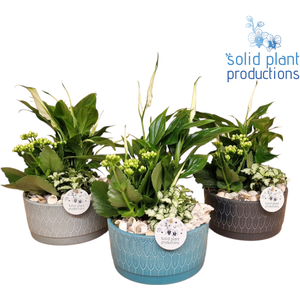 NV006 Sarah Navy Spathiphyllum