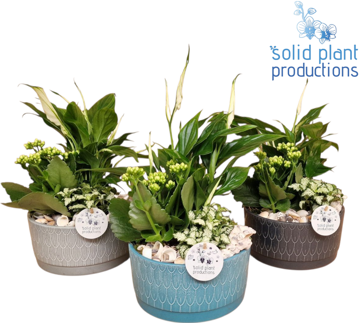 <h4>NV006 Sarah Navy Spathiphyllum</h4>