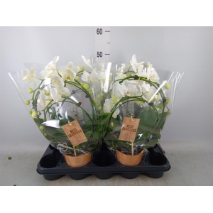 Phalaenopsis   ...