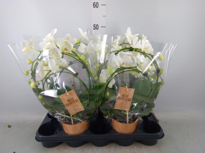 <h4>Phalaenopsis ...</h4>