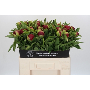 Paeonia Red Charm