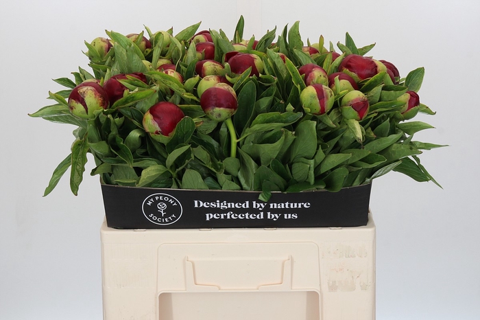 <h4>Paeonia Red Charm</h4>