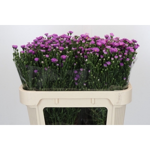 Aster Casarosa