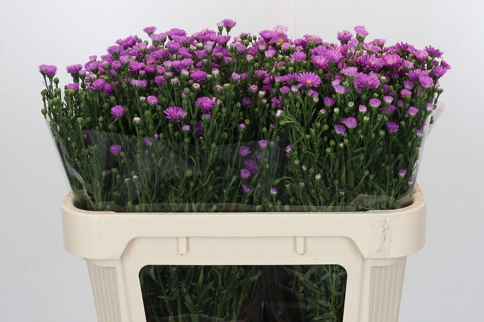 <h4>Aster Casarosa</h4>