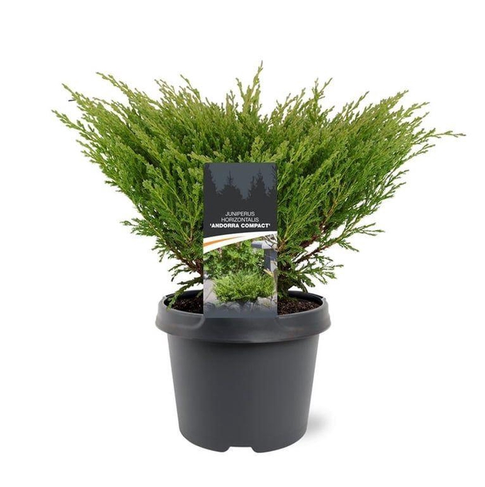 <h4>Juniperus horizontalis Andorra</h4>
