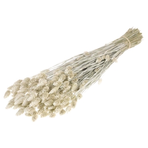 Phalaris White Misty
